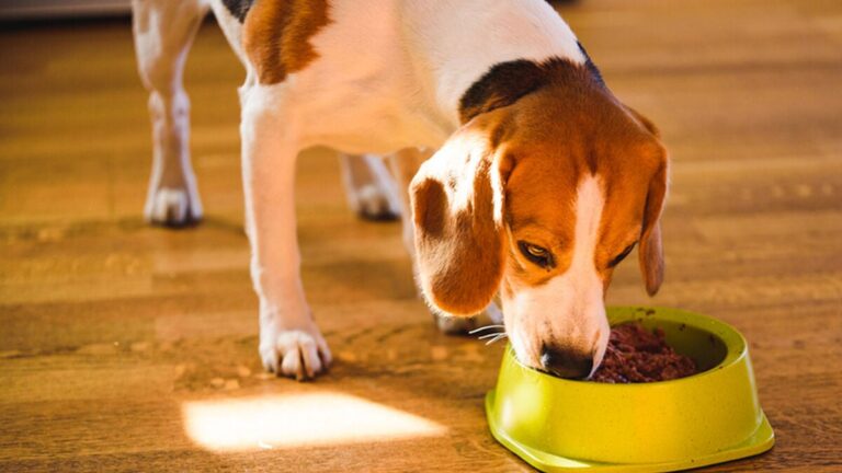 Esta es la razón por la cual tu perro devora la comida pero tu gato no