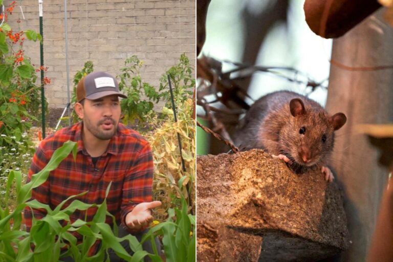 Cuáles son las zonas del jardín donde se esconden las ratas: Cuidado con el compost!